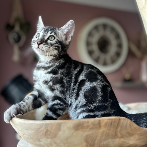 Foto van de poes