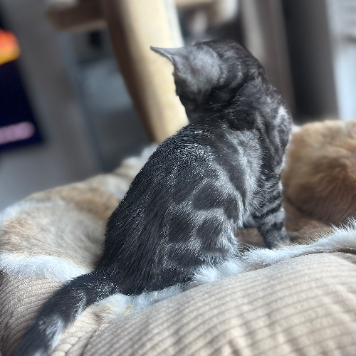 Foto van de poes