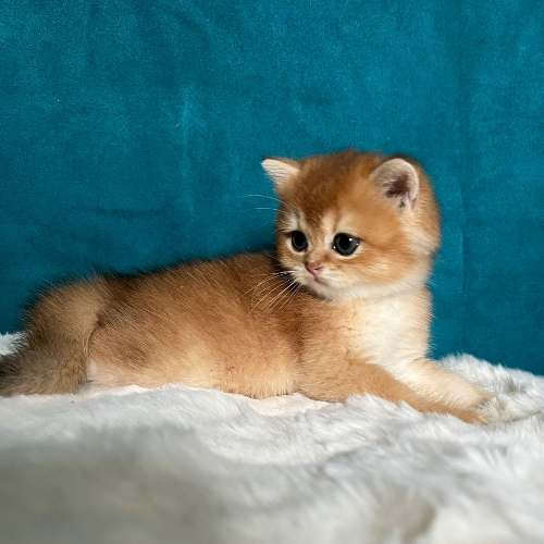 Foto van de poes