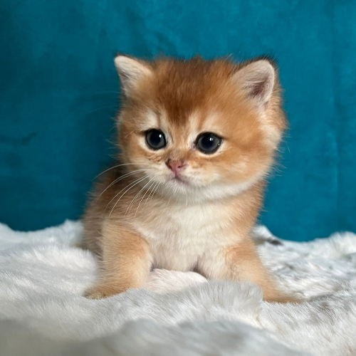 Foto van de poes
