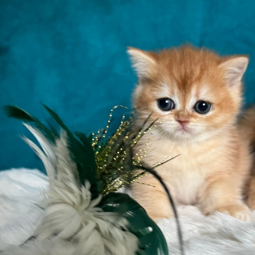 Foto van de poes