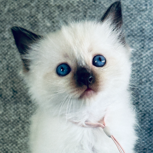 Foto van de poes