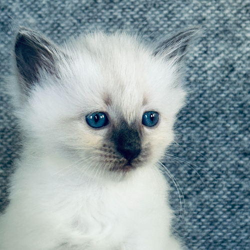 Foto van de poes