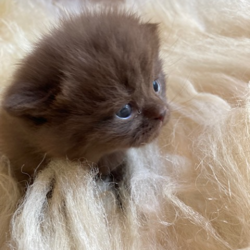 Foto van de poes