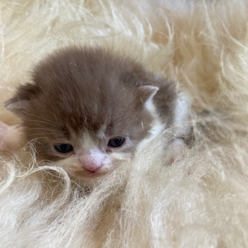 Foto van de poes