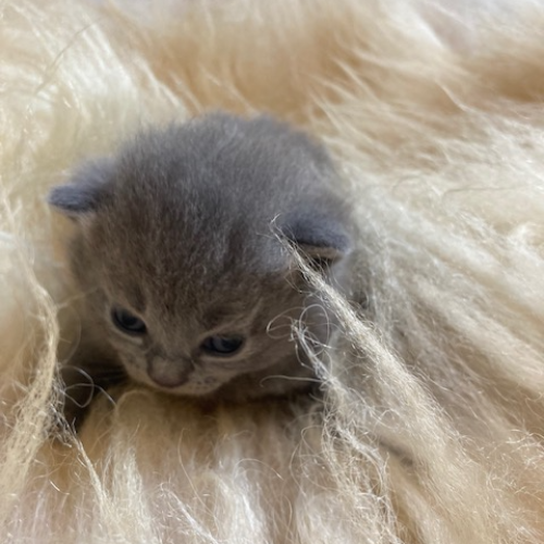 Foto van de poes