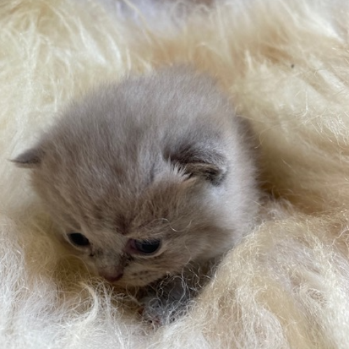 Foto van de poes