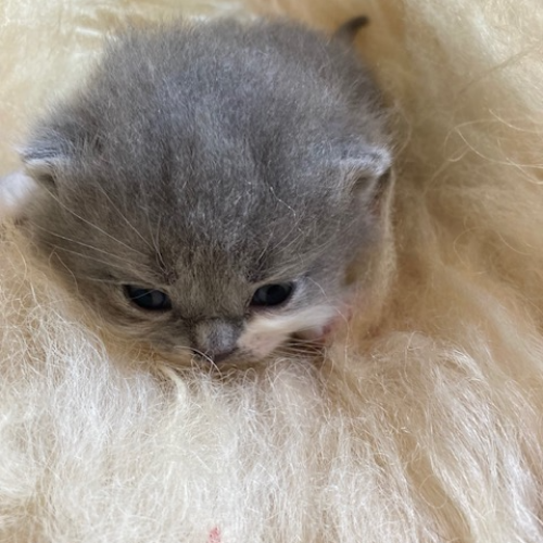 Foto van de poes