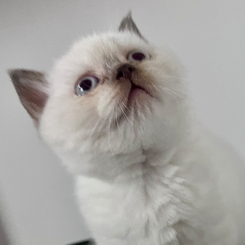 Foto van de poes