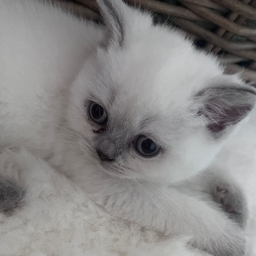 Foto van de poes
