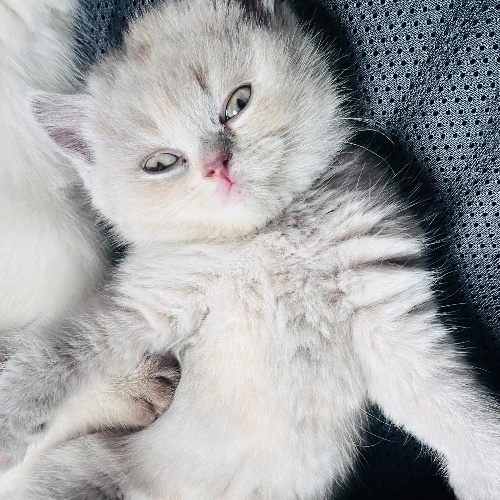 Foto van de poes