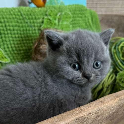 Foto van de poes