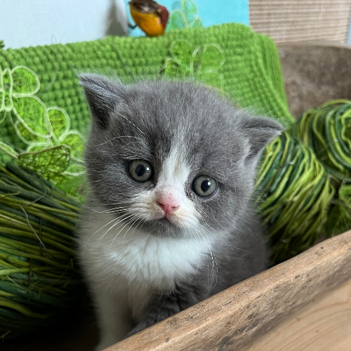 Foto van de poes