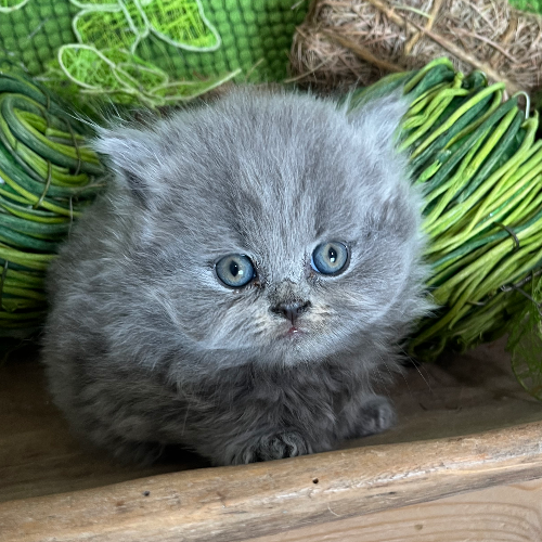 Foto van de poes