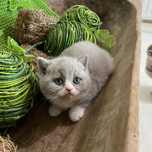 Foto van de poes
