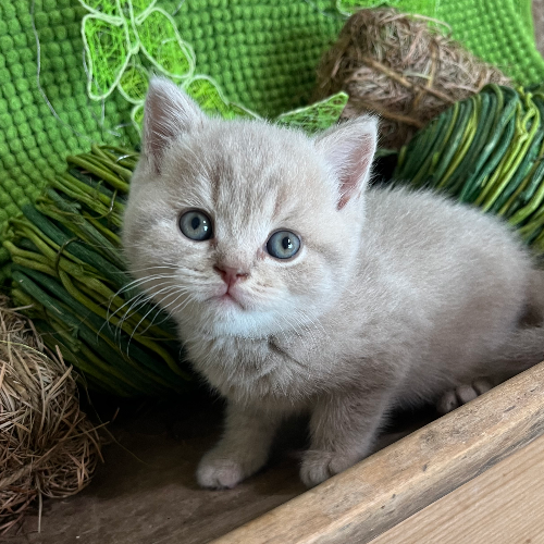 Foto van de poes