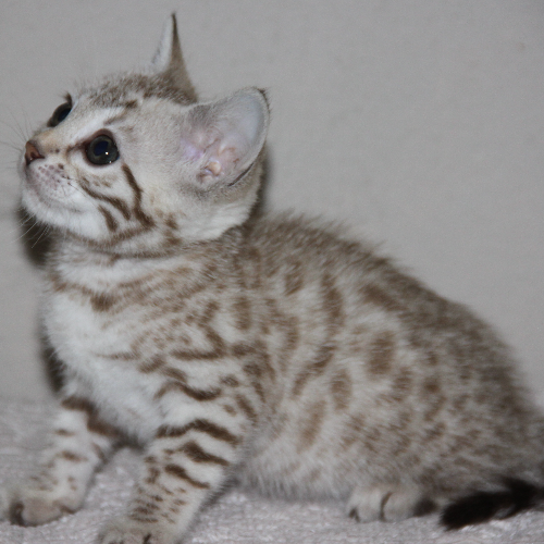 Foto van de poes