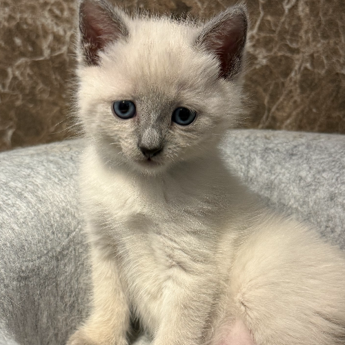 Foto van de poes