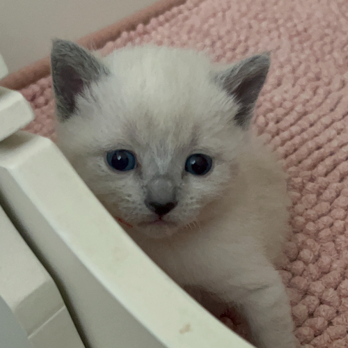 Foto van de poes