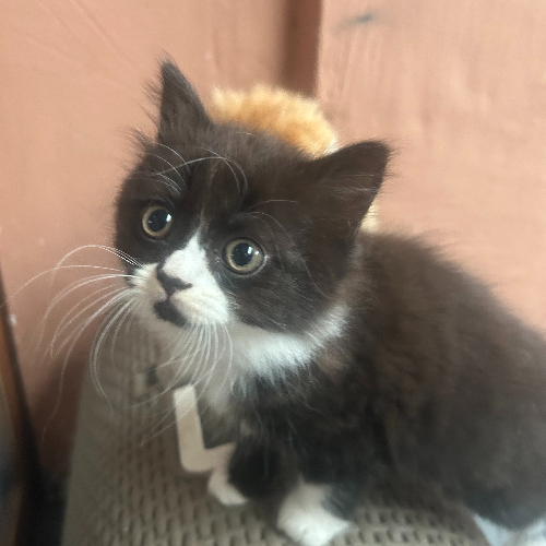 Foto van de poes