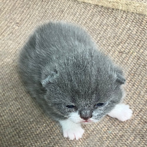 Foto van de poes