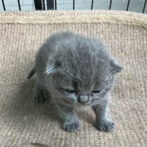 Foto van de poes