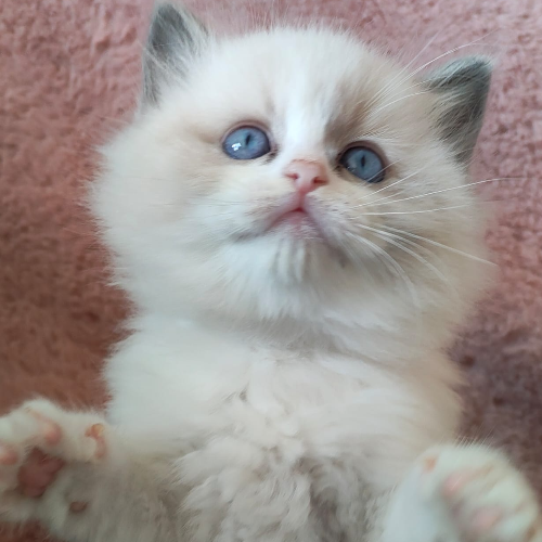 Foto van de poes