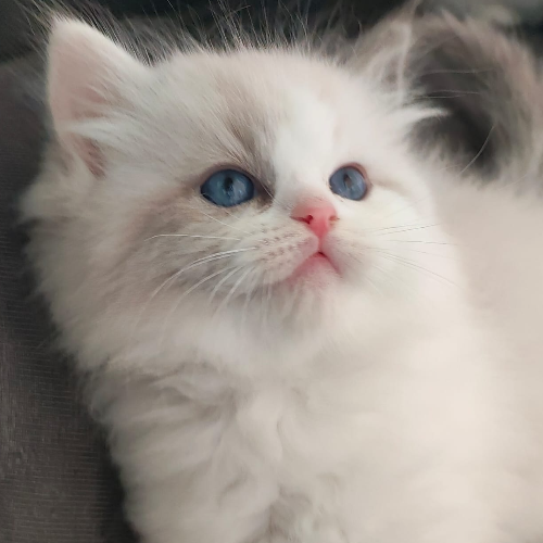 Foto van de poes