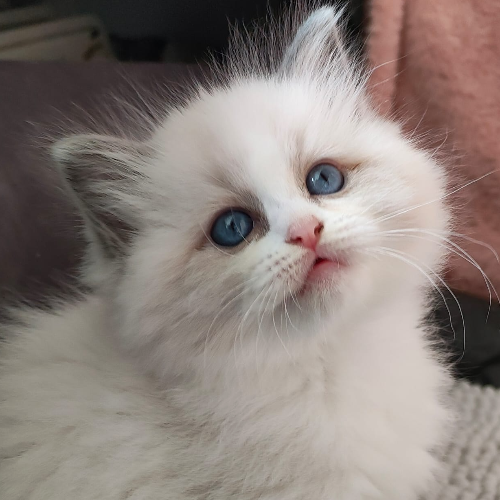 Foto van de poes