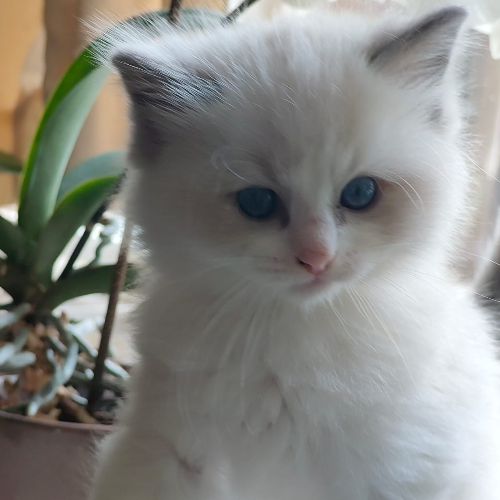 Foto van de poes