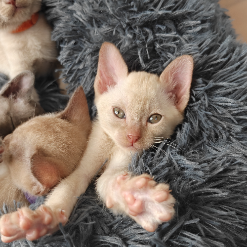 Foto van de poes