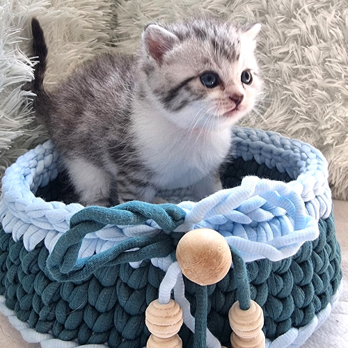 Foto van de poes