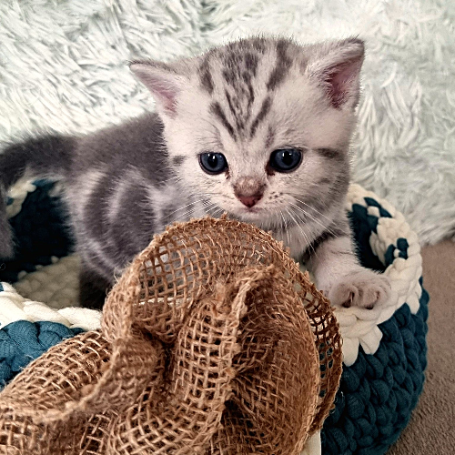 Foto van de poes