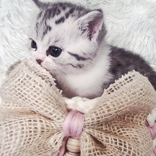 Foto van de poes