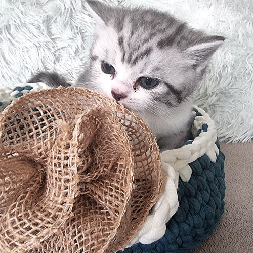 Foto van de poes