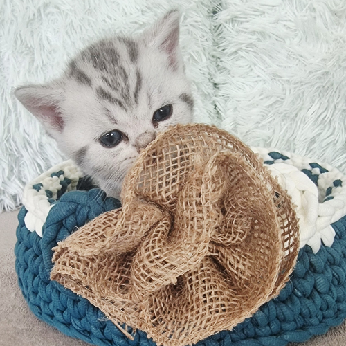 Foto van de poes