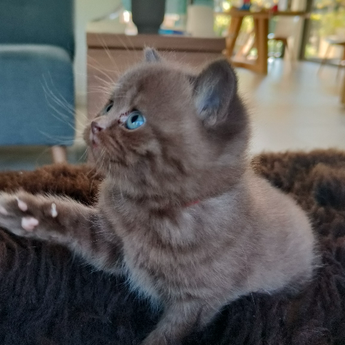 Foto van de poes