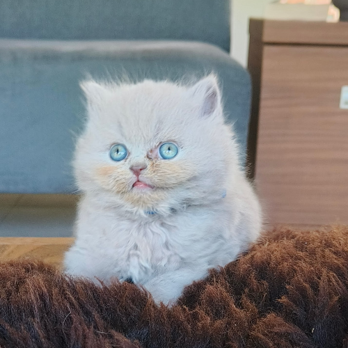 Foto van de poes