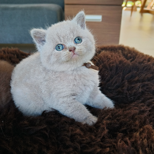 Foto van de poes