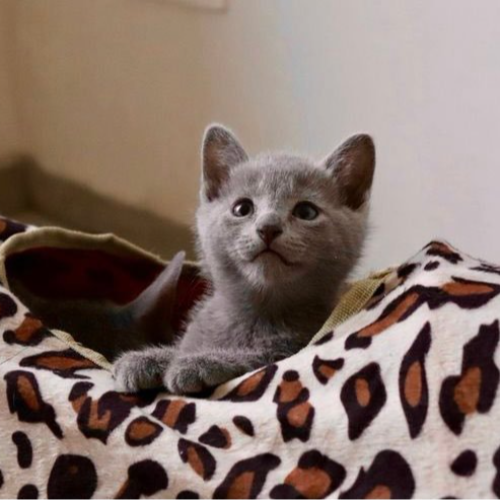 Foto van de poes