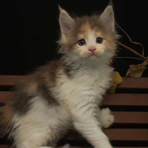 Foto van de poes