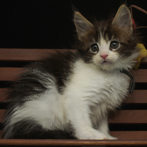 Foto van de poes