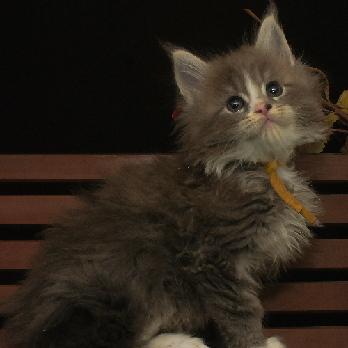 Foto van de poes