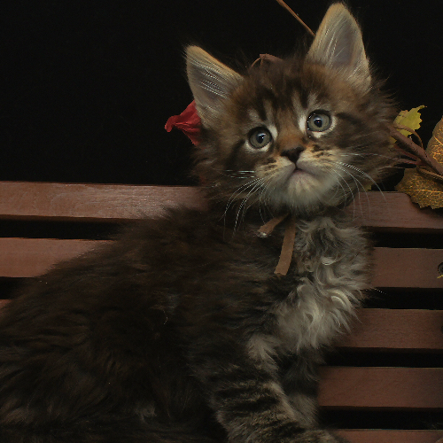 Foto van de poes