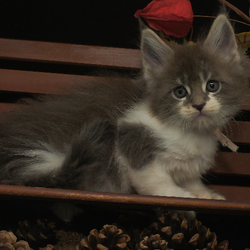 Foto van de poes