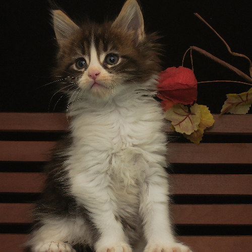 Foto van de poes