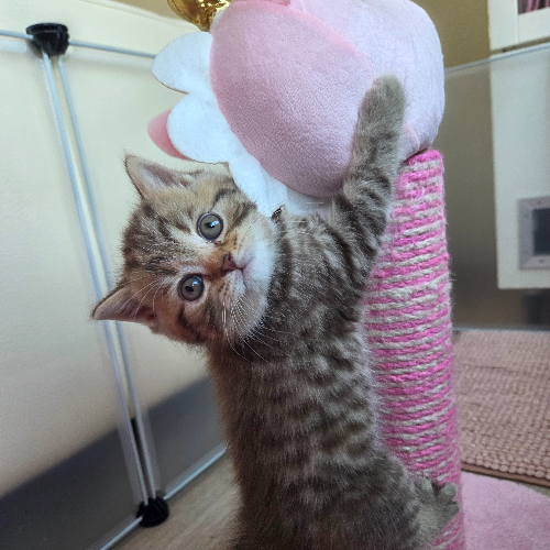 Foto van de poes