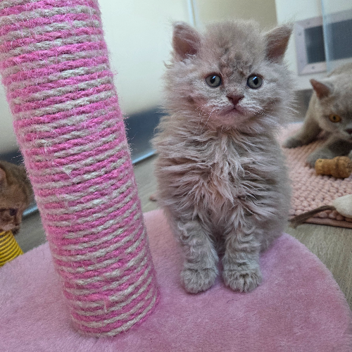 Foto van de poes