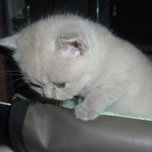 Foto van de poes