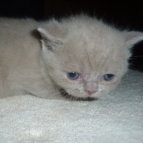 Foto van de poes
